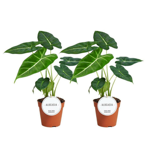 Alocasia Frydek set van 2 planten - ↕35cm - Ø12 - Sierplantenshop