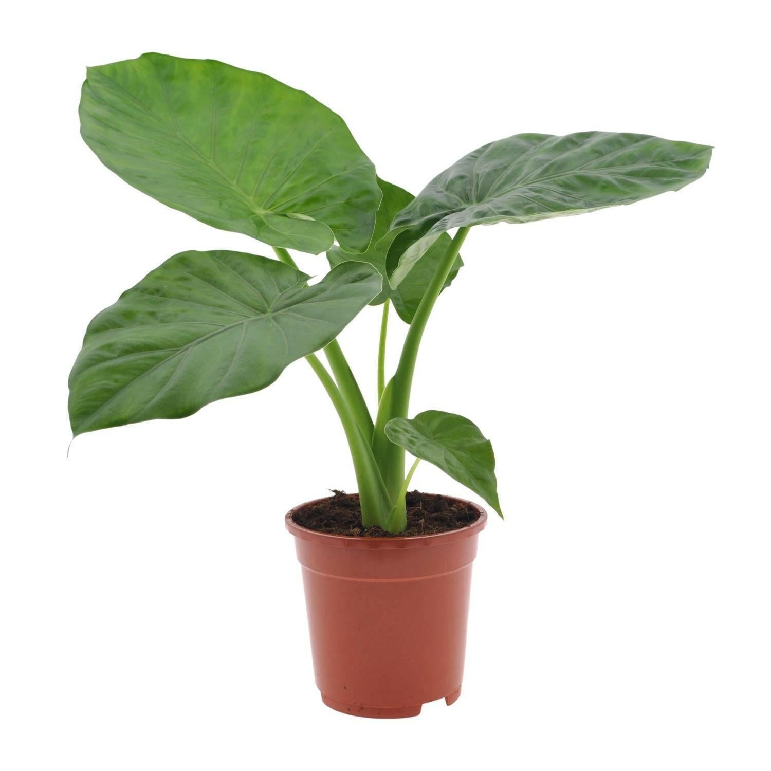 Alocasia Macrorrhiza - ↕50cm - Ø17 - Sierplantenshop