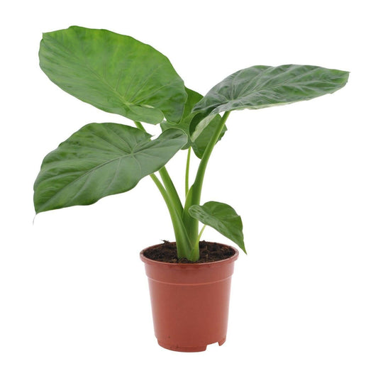 Alocasia Macrorrhiza - ↕50cm - Ø17 - Sierplantenshop