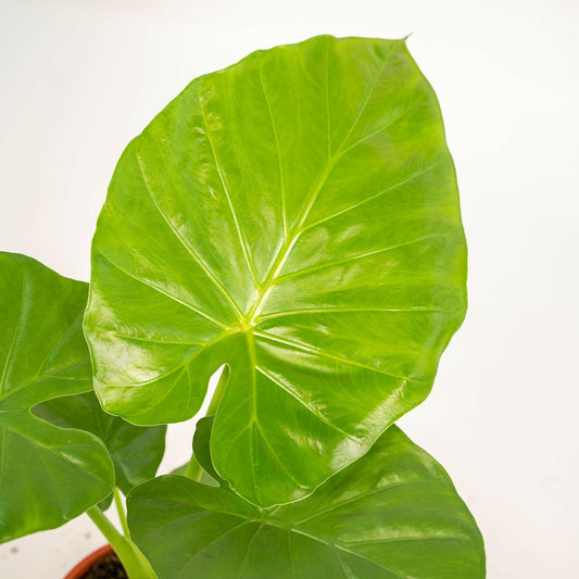 Alocasia Macrorrhiza Inclusief Igmar Mand - ↕70cm - Ø19 - Sierplantenshop