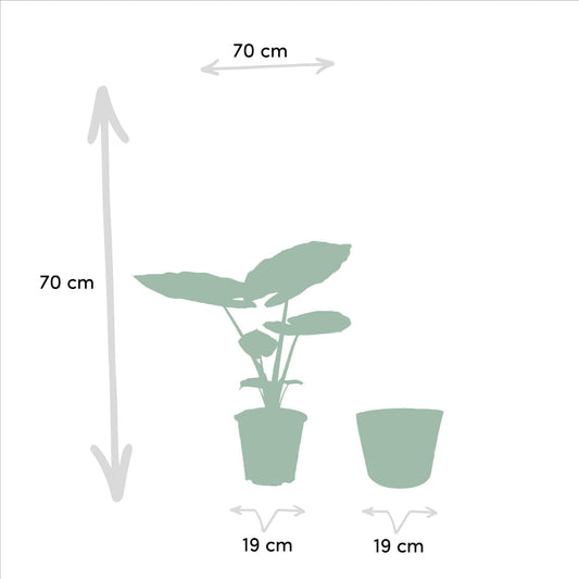 Alocasia Macrorrhiza Inclusief Igmar Mand - ↕70cm - Ø19 - Sierplantenshop