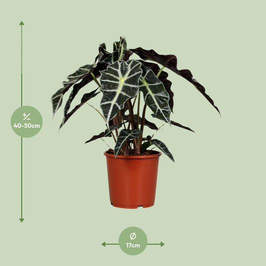 Alocasia Polly - ↕45cm - Ø17 - Sierplantenshop