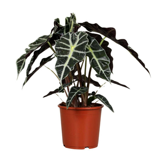 Alocasia Polly - ↕45cm - Ø17 - Sierplantenshop