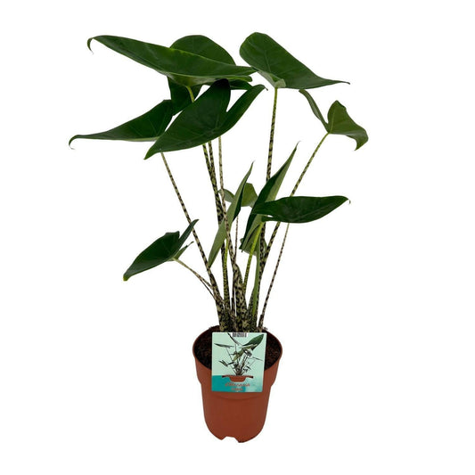 Alocasia Zebrina - ↕75cm - Ø19 - Sierplantenshop