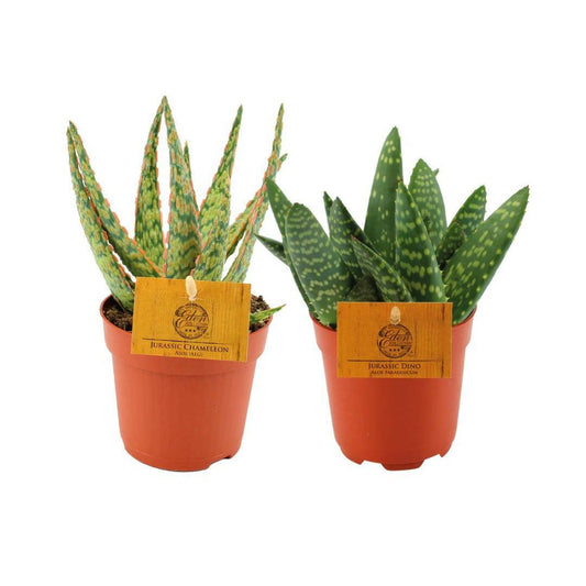 Aloe Hybride Duo Set - 2 Stuks - ↕20cm - Ø10 - Sierplantenshop