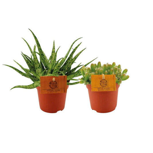 Aloe Spider/Hylocereus Undatus Duo - 2 stuks - ↕15cm - Ø10 - Sierplantenshop