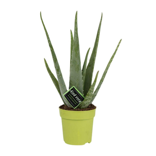 Aloe Vera - ↕40cm - Ø12 - Sierplantenshop