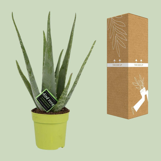 Aloe Vera - ↕40cm - Ø12 - Sierplantenshop