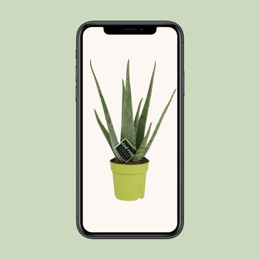 Aloe Vera - ↕40cm - Ø12 - Sierplantenshop