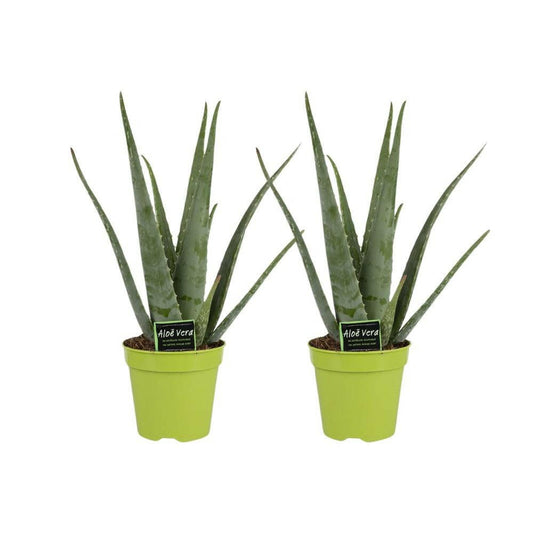 Aloe Vera Planten Set 2 Stuks - ↕65cm - Ø14 - Sierplantenshop