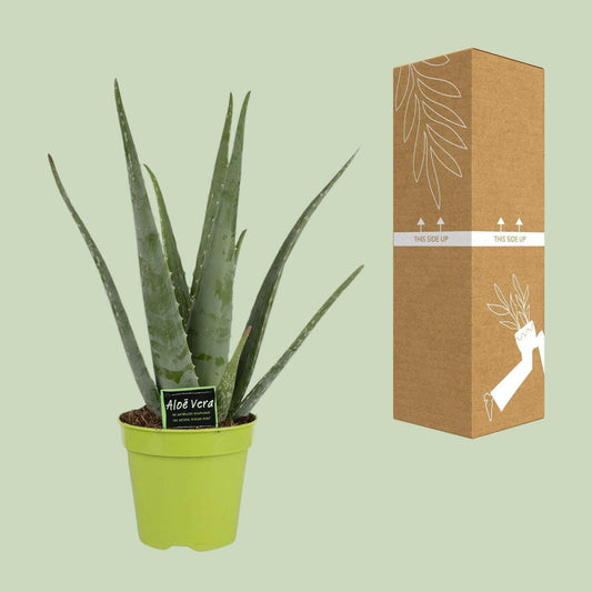 Aloe Vera Planten Set 2 Stuks - ↕65cm - Ø14 - Sierplantenshop