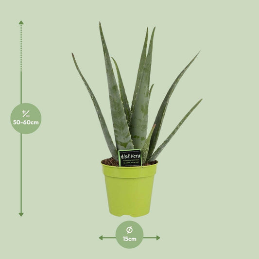 Aloe Vera Planten Set 2 Stuks - ↕65cm - Ø14 - Sierplantenshop