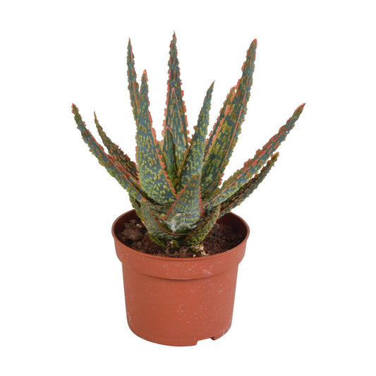 Aloë zebrina Dannyz - ↕20cm - Ø10 - Sierplantenshop