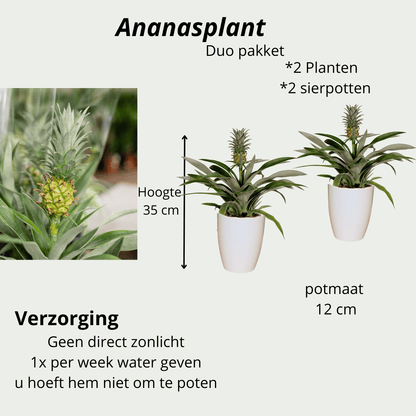 Ananas Comosus duo in witte sierpotten - ↕35cm - Ø12 - Sierplantenshop