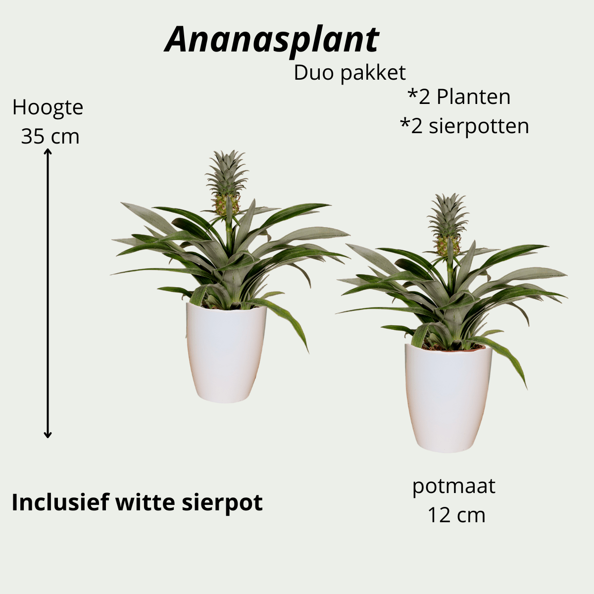Ananas Comosus duo in witte sierpotten - ↕35cm - Ø12 - Sierplantenshop