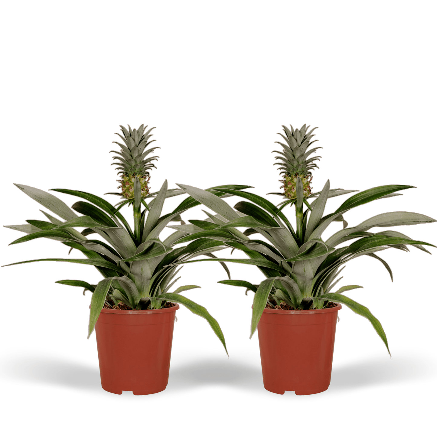 Ananas Comosus duo in witte sierpotten - ↕35cm - Ø12 - Sierplantenshop