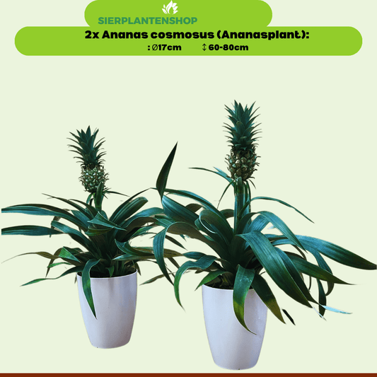 Ananas Comosus duo in witte sierpotten - ↕35cm - Ø12 - Sierplantenshop