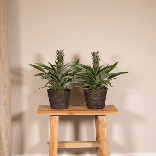 Ananas Comosus Duo - Set van 2 - ↕45cm - Ø12 - Sierplantenshop