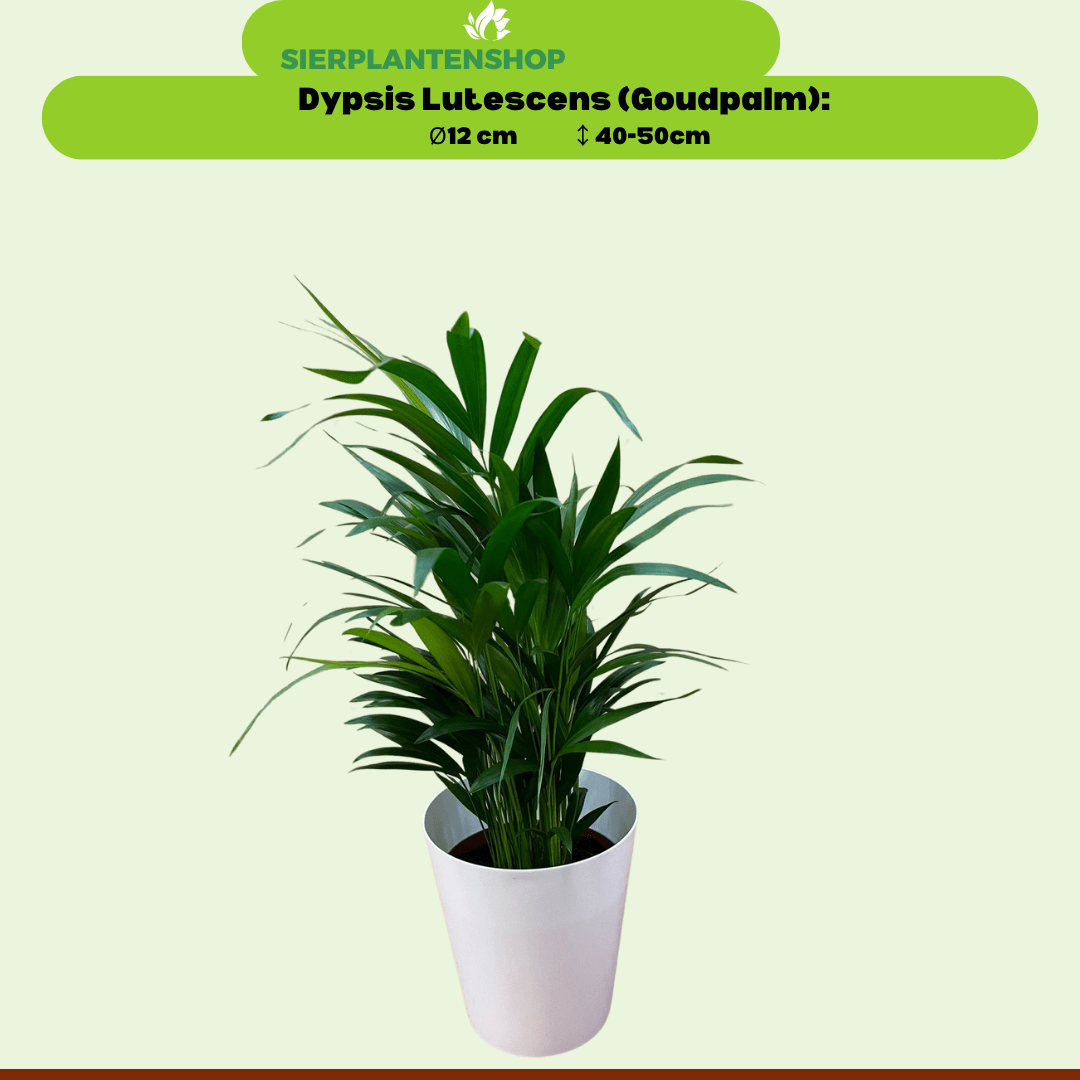 Ananasplant, Dypsis en Chamaedorea met witte sierpotten - ↕35cm - Ø12 - Sierplantenshop