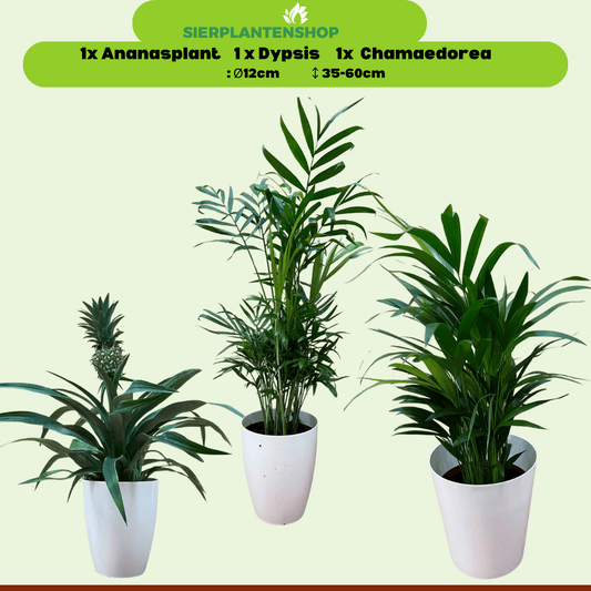 Ananasplant, Dypsis en Chamaedorea met witte sierpotten - ↕35cm - Ø12 - Sierplantenshop