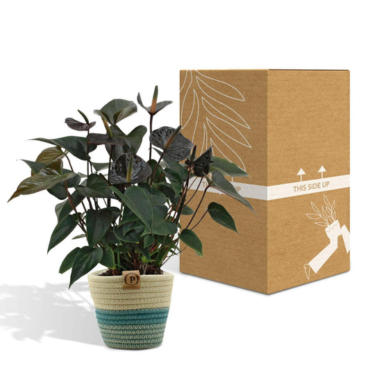 Anthurium andreanum Black Love met PURE mand - ↕45cm - Ø12 - Sierplantenshop