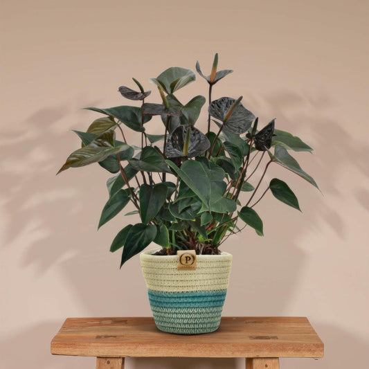 Anthurium andreanum Black Love met PURE mand - ↕45cm - Ø12 - Sierplantenshop