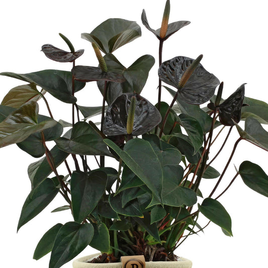 Anthurium andreanum Black Love met PURE mand - ↕45cm - Ø12 - Sierplantenshop