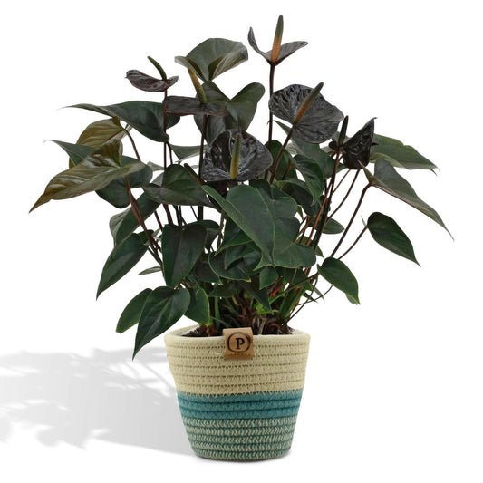 Anthurium andreanum Black Love met PURE mand - ↕45cm - Ø12 - Sierplantenshop