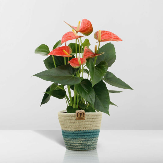 Anthurium andreanum Prins van Oranje met stijlvolle PURE mand - ↕45cm - Ø12 - Sierplantenshop