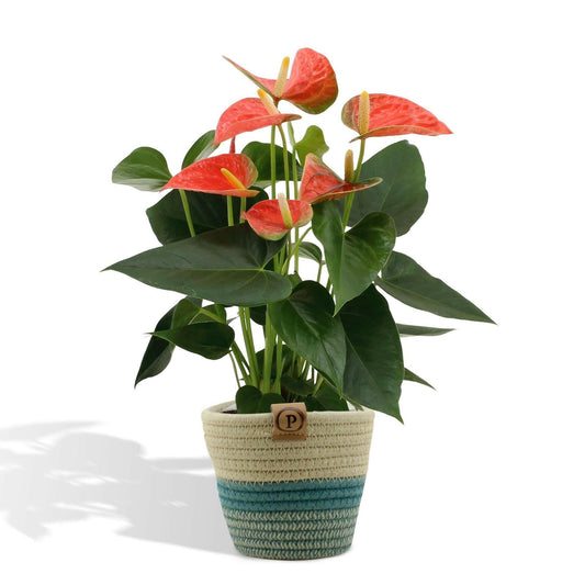 Anthurium andreanum Prins van Oranje met stijlvolle PURE mand - ↕45cm - Ø12 - Sierplantenshop