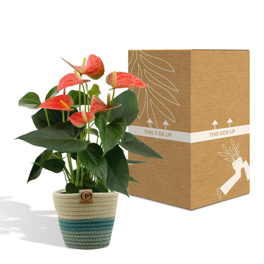 Anthurium andreanum Prins van Oranje met stijlvolle PURE mand - ↕45cm - Ø12 - Sierplantenshop