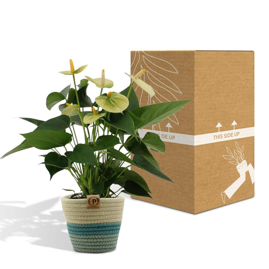 Anthurium Andreanum Vanilla met stijlvolle PURE mand - ↕45cm - Ø12 - Sierplantenshop