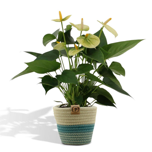 Anthurium Andreanum Vanilla met stijlvolle PURE mand - ↕45cm - Ø12 - Sierplantenshop