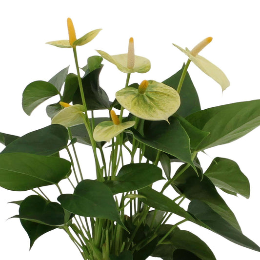 Anthurium Andreanum Vanilla met stijlvolle PURE mand - ↕45cm - Ø12 - Sierplantenshop