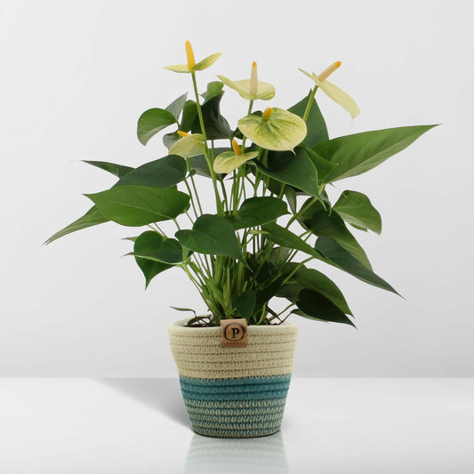 Anthurium Andreanum Vanilla met stijlvolle PURE mand - ↕45cm - Ø12 - Sierplantenshop