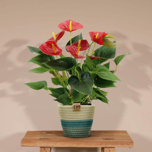 Anthurium Diamond Red met PURE mand - ↕45cm - Ø12 - Sierplantenshop