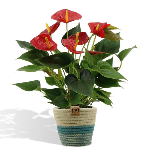 Anthurium Diamond Red met PURE mand - ↕45cm - Ø12 - Sierplantenshop