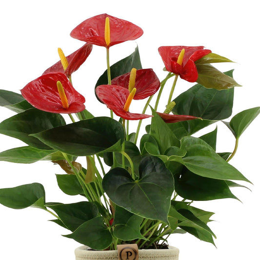 Anthurium Diamond Red met PURE mand - ↕45cm - Ø12 - Sierplantenshop