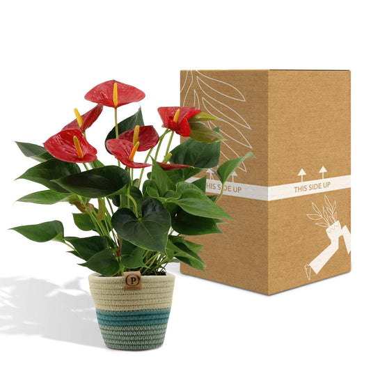 Anthurium Diamond Red met PURE mand - ↕45cm - Ø12 - Sierplantenshop