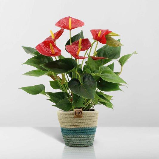 Anthurium Diamond Red met PURE mand - ↕45cm - Ø12 - Sierplantenshop