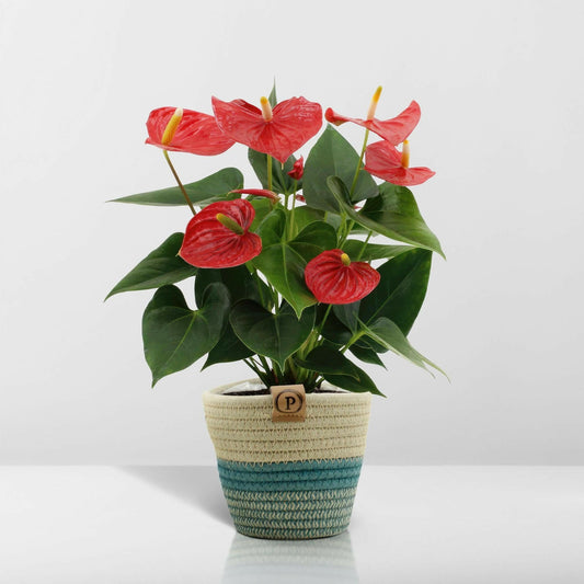 Anthurium Esudo met PURE mand - ↕45cm - Ø12 - Sierplantenshop