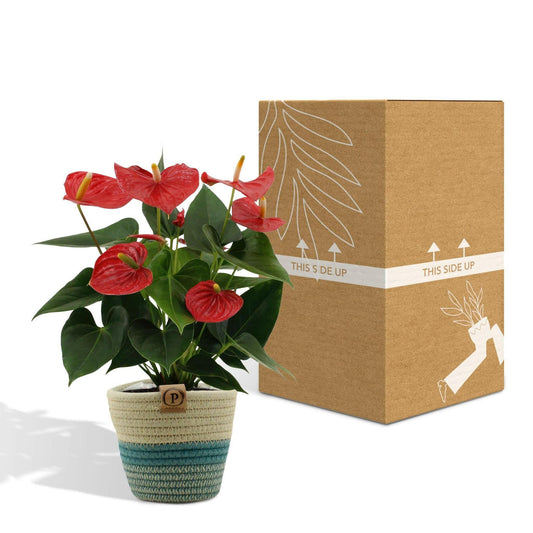 Anthurium Esudo met PURE mand - ↕45cm - Ø12 - Sierplantenshop