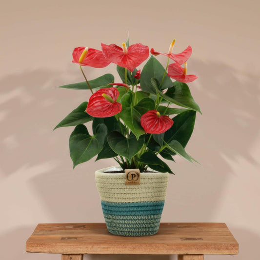 Anthurium Esudo met PURE mand - ↕45cm - Ø12 - Sierplantenshop