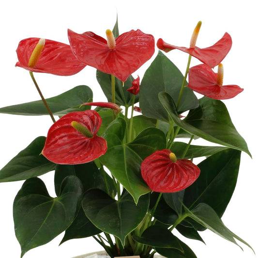 Anthurium Esudo met PURE mand - ↕45cm - Ø12 - Sierplantenshop