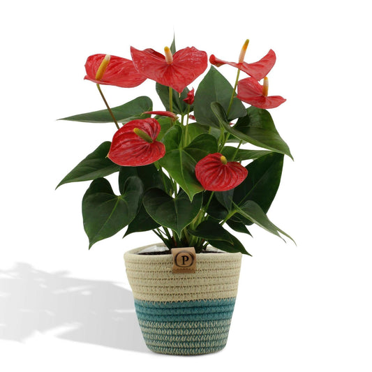 Anthurium Esudo met PURE mand - ↕45cm - Ø12 - Sierplantenshop