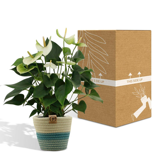 Anthurium Namora met PURE mand - ↕45cm - Ø12 - Sierplantenshop