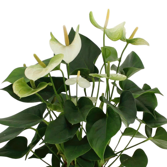 Anthurium Namora met PURE mand - ↕45cm - Ø12 - Sierplantenshop