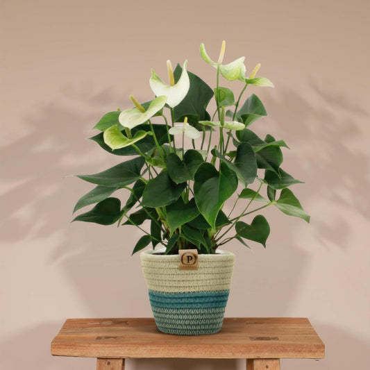 Anthurium Namora met PURE mand - ↕45cm - Ø12 - Sierplantenshop