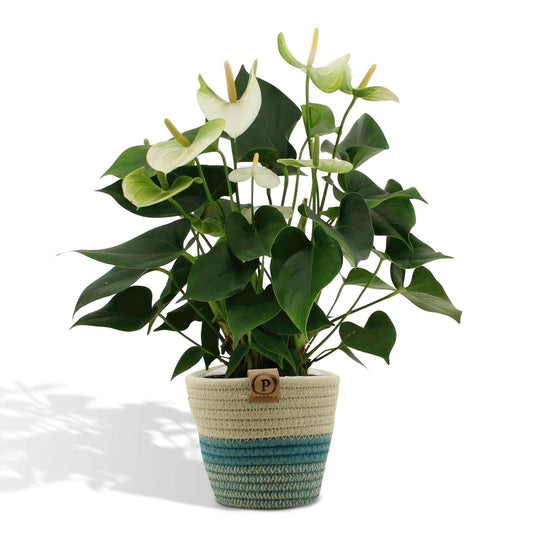 Anthurium Namora met PURE mand - ↕45cm - Ø12 - Sierplantenshop