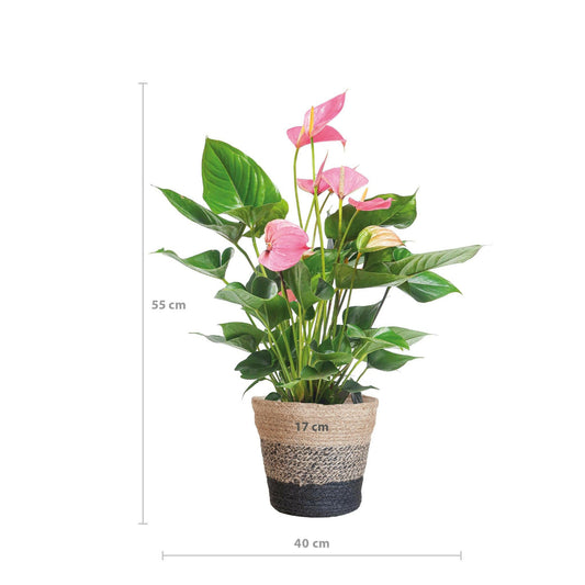 Anthurium Roze Wonder - Inclusief Elegante Zwarte Lissabon Mand - ↕55cm55cm - Ø17 - Sierplantenshop